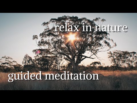 Tree of tranquility | Guided meditation in a forest sanctuary