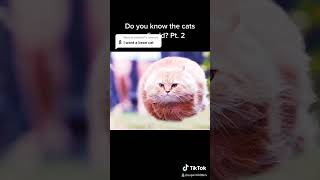 Boost your mood with this adorable kitten moment!  #fyp #viral #boostyourmood