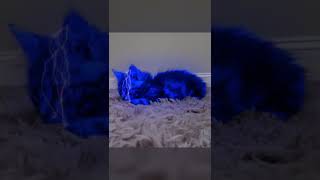 Quantum Leap Effect Test [After Effects] #shorts