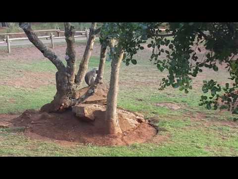 THE BEST OF AFRICA | #1