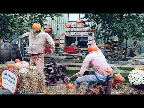 Pumpkin Town Read Aloud | Pumpkin Patch Tour | Fall Festival Pumpkins
