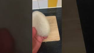 QUICK Chocolate and Bread Life Hack! #shorts