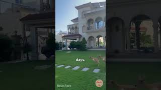 Deer zoomies unlocked 🦌💨