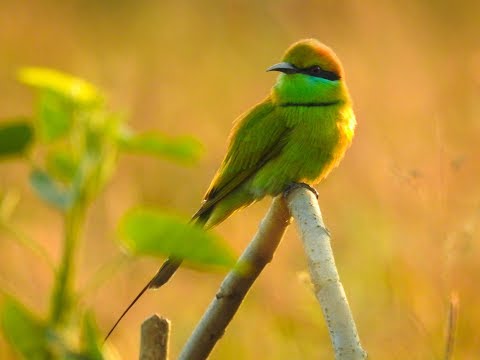 Bee eater