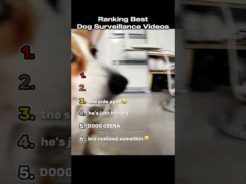 Ranking The Best Dog Surveillance Cameras Videos