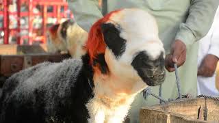 Copyright-Free - Stock Footage : Goat Market Pakistan EId ul Adha