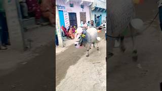 cow😎vide animal trand shorts#cowvideo#animal#trand#shorts#viral#DJ😎