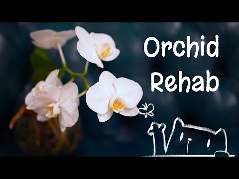 Phalaenopsis Orchid Deep Clean Root Rot Revival | Plant Please | #orchid #howto
