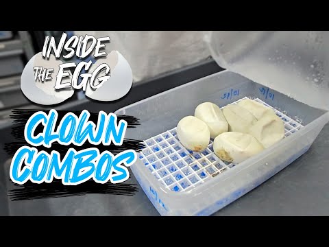 GHI Hurricane Leopard Clown combos | Inside the Egg 6