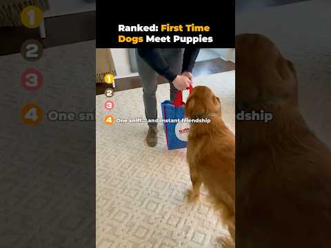 Ranked First Time Dogs Meet Puppies