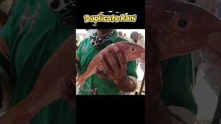 How to Identify Duplicate Rani Fish l #shorts