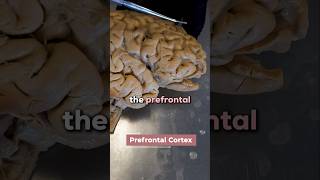 How Psilocybin Affects the Brain