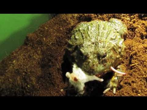 African Bullfrog Feeding Montage [HD]