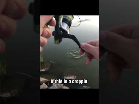 Surprise catch while crappie fishing! #fishing #shorts