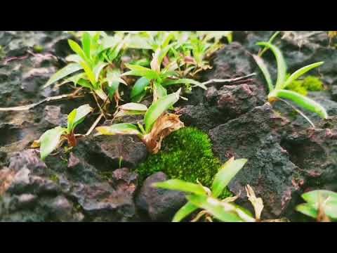 POSADI GUMPE | KASARGOD|