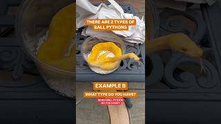 There’s 2 types of Ball Pythons! Which one do you have!?🐍😁