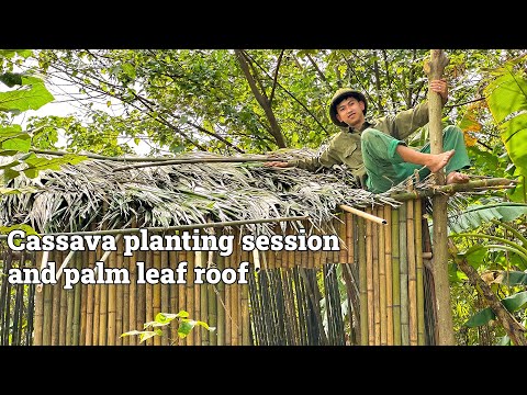 The session of planting cassava and palm leaf roofs - 365 Days of Survival Making a Bamboo House
