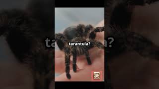 Pets That Could Be Your Worst Nightmare! #PetProblems #AnimalMess #AnimalAntics #PetDisaster #Pet