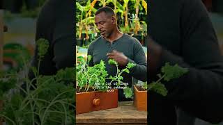 Keep the #*$!@s out of your kale! Head to Ron Finley’s class for other tips for a smooth harvest.