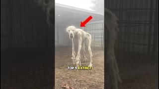 TOP 5 EXTINCT ANIMALS THAT SCIENTISTS ACTUALLY WANT TO BRING BACK!!