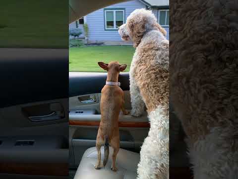 Moe and Lexie ... out the window car ride #shorts