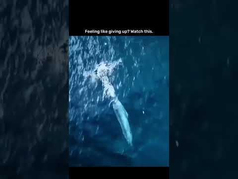 wait till the end || Whenever you feel giving up watch this #strenght #nevergiveup #trendingshorts