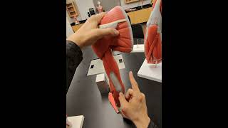 Part 5 -  Muscles on Proximal end of Limb model