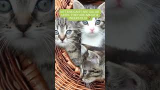 Are Cats Found on Every Continent? #clicktolearn #cats #catlover  #kitten