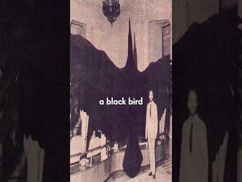 Is the Thunderbird real? #cryptids #monster #interestingfacts #scary #myths