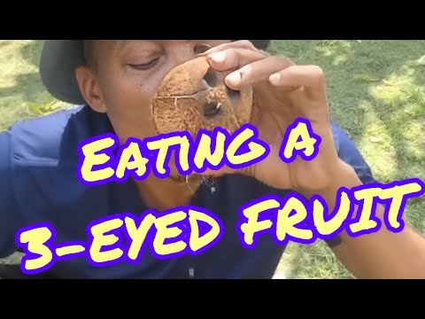 HOW to REMOVE a COCONUT from its HUSK & SHELL