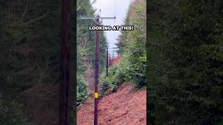 Which came first? #forest #woods #countryside #outdoors #infrastructure