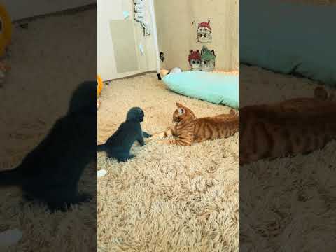 Reaction test🐾 #catshorts #cat #cuteanimal #kitten #cutecat #funnycats #pets #paws #catplaying