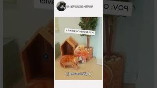 #funny #meowmeowapp #catfunny #cat #catvideos #mycatchannel #pets #funnycatvideos #animals #funnycat