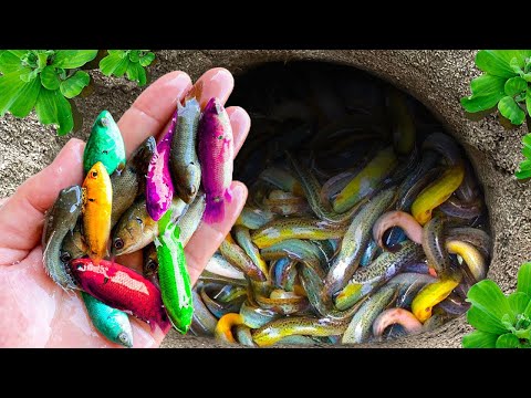 Catch Colorful Fish In Small Pond, Angel Fish, Flowerhorn Fish, Cherry Fish, Red Shrimp, Turtle, Eel