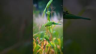 🦜 Love Parrots 💕 Follow ✅ #trending #love #youtubeshort #lovebirds #lovebirdmania #youtube #lovebgm