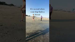 Aww tutu found a friend ☺️#socalblogger #delmardogbeach#delmarbeach#socal #socalliving