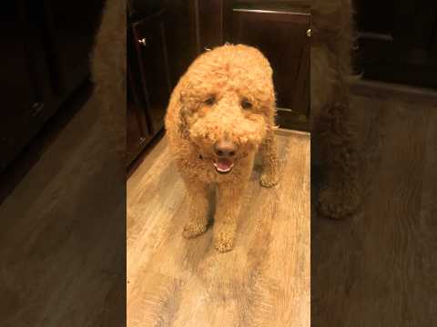 Must Watch if You’re Stressed! #happy #dog #viralshorts