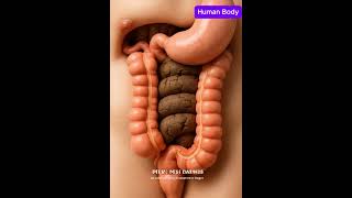 How Waste Moves Through the Colon | 3D Medical Animation