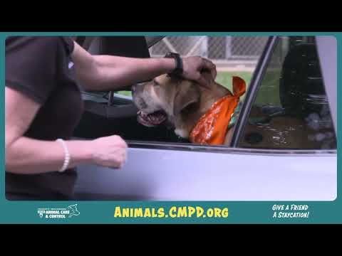 Staycation with CMPD Animal Care & Control
