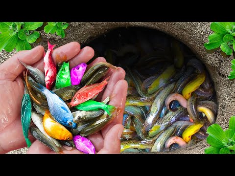 Catch Baby Ornamental Fish In Tiny Pond, Koi, Arowana, Flowerhorn Fish, Turtle, Mantis Shrimp, Eel