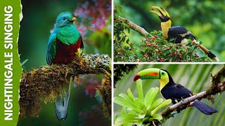 🌿Relaxing Meditation Music ✨ Nightingale Song & Tropical Birds🦜
