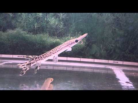 Alligator Gar eating an earthworm
