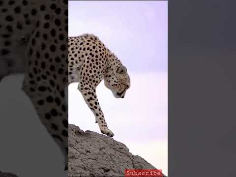 Bullet fire of the jungle #jungle #forest #wildlife #animals #anime #fire