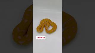 Bal Python COLOR Transformation! Pastel Asphalt Super Starburst🔥