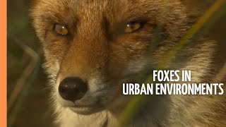 Wildlife in Unexpected Places - Foxes in Urban Environments | Full Documentary