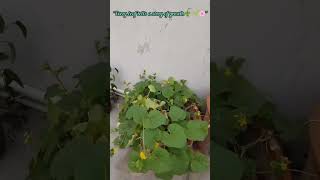 #shorts#1mviewers#ytgrowth#ytshorts#viralshortsindia#naturelover#subscribemytchannel#5mveiw#trending