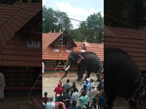 ഉമയനല്ലൂർ ശ്രീ ബാലസുബ്രഹ്മണ്യ സ്വാമി ക്ഷേത്രം ആനവാൽ പിടി 2024 🥰🥰🥰 #elephant #kerala #aanapremi