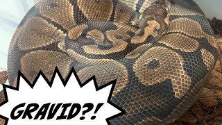 2020 Ball Python Breeding Season - Is it OVER or just getting STARTED?!