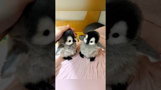 this cuteness is killing me #cute #adorable #pet #penguin #babyanimals #fluffy #cuteanimal