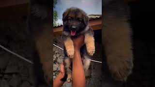 #dog_features #dogscorner #dog #goldies_world #excellent_dogs #floofypet #happy_pets #dailyfluff